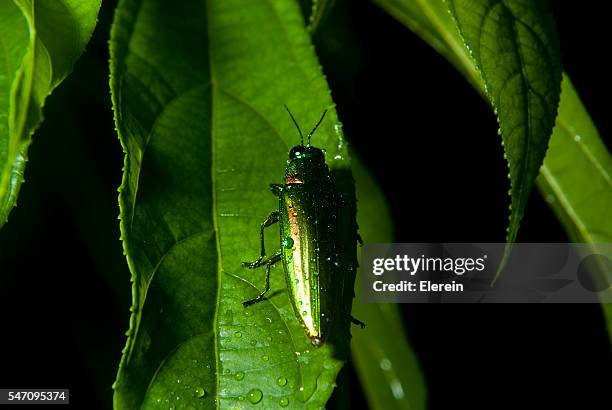 Ghundi Insect 166 India National Insect Stock Photos, High-Res Pictures, and Images ...