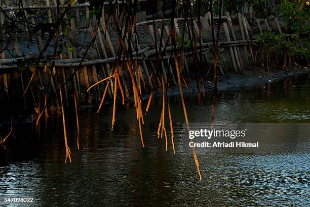 mangrove forest - 生理食塩水 ストックフォトと画像