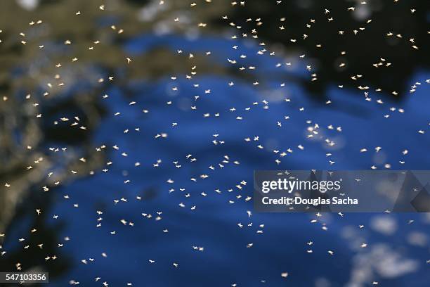 swarm of mosquitos over a pond (culiseta longiareolata) - aedes aegypti stock-fotos und bilder