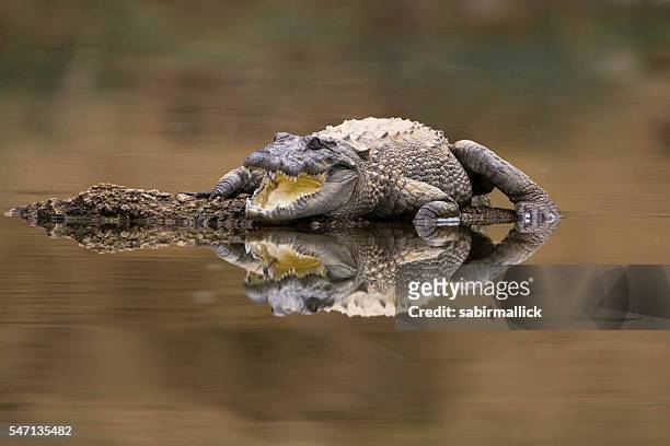 agresseur crocodile - crocodile marin d'australie photos et images de collection