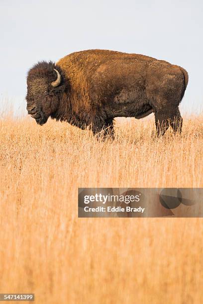 tallgrass prairie national preserve and bison - bisonte-americano imagens e fotografias de stock