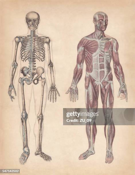 human skeleton and muscles, hand-coloured engraving, published in 1861 - skeleton stock illustrations