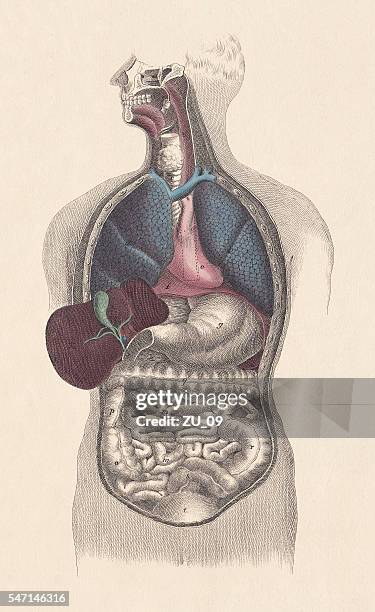 inner organs of man, hand-coloured engraving, published in 1861 - human pancreas stock illustrations