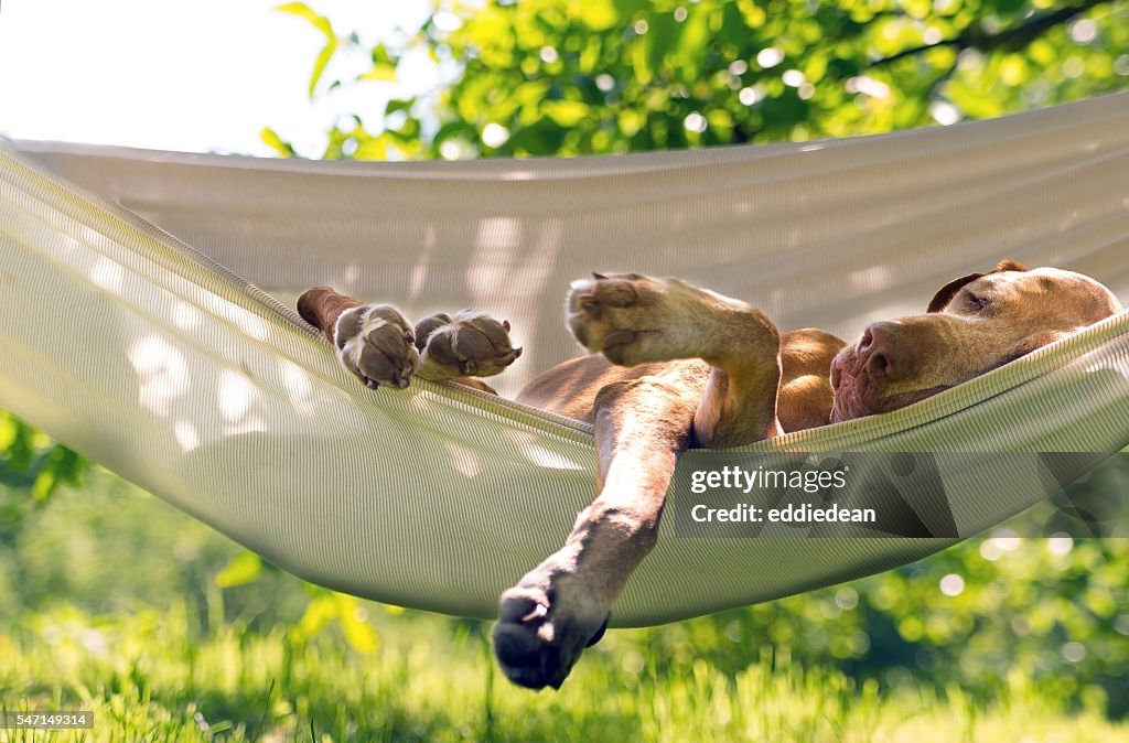 Dog sleep in the hammock