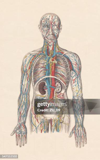 illustrazioni stock, clip art, cartoni animati e icone di tendenza di sistema circolatorio umano, incisione colorata a mano, pubblicata nel 1861 - sangue umano