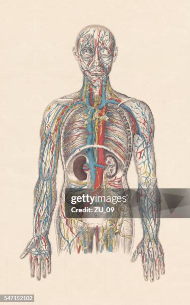 人間の循環系、手色の彫刻、1861年に出版 - 生理学点のイラスト素材／クリップアート素材／マンガ素材／アイコン素材