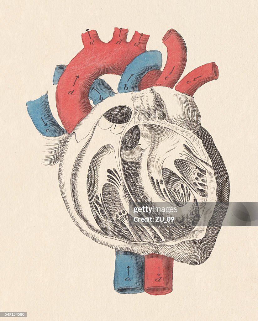 Anatomia del cuore umano, incisione colorata a mano, pubblicata nel 1861