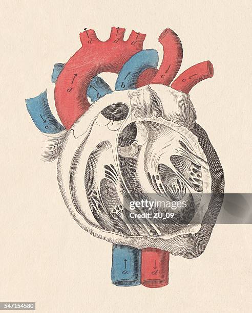 anatomy of the human heart, hand-coloured engraving, published in 1861 - anatomical valve stock illustrations