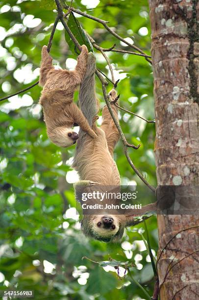 cahuita national park, costa rica - costa rica wildlife stock pictures, royalty-free photos & images