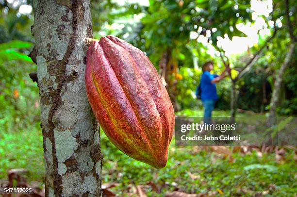 cocoa pod, cahuita, costa rica - cacao pod stockfoto's en -beelden