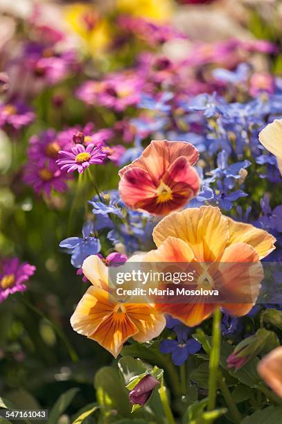 orange pansy, blue lobelias and magenta daisies - lobelia stock pictures, royalty-free photos & images