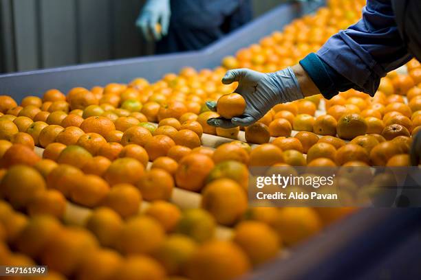 italy, limbadi, selection of tangerines - calabria food stock pictures, royalty-free photos & images