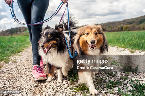 Pregnant woman walking her dogs Pregnant woman walking her dogs