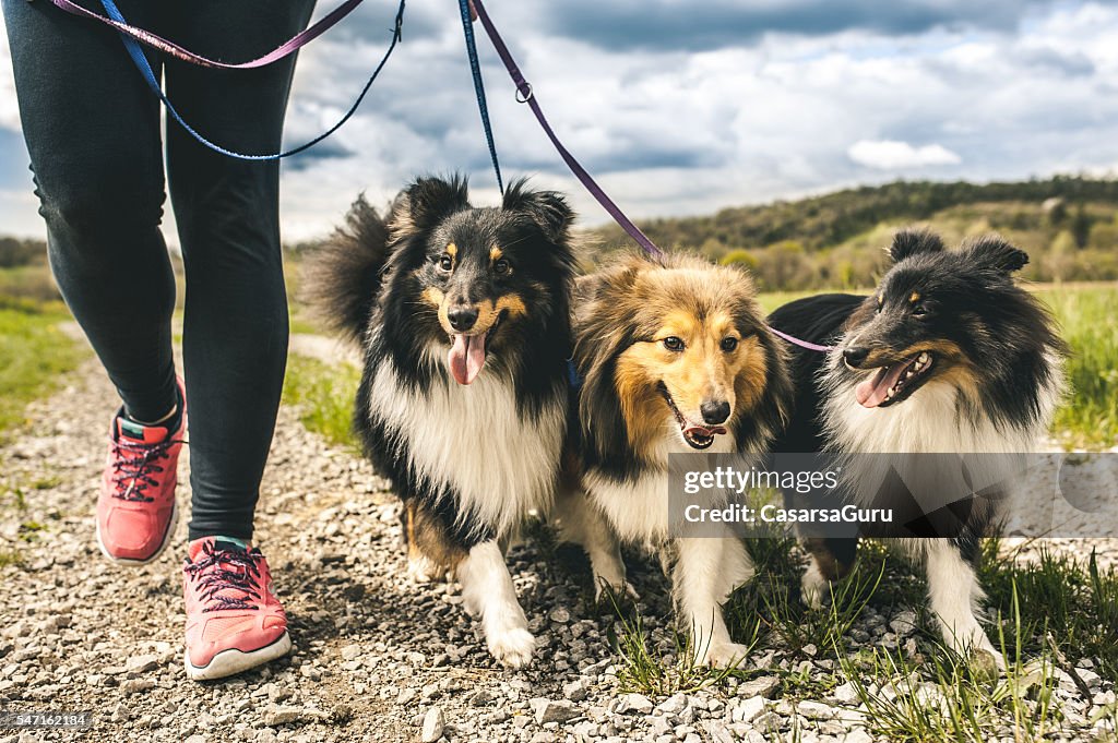 Schwangere Frau zu Fuß ihre Hunde