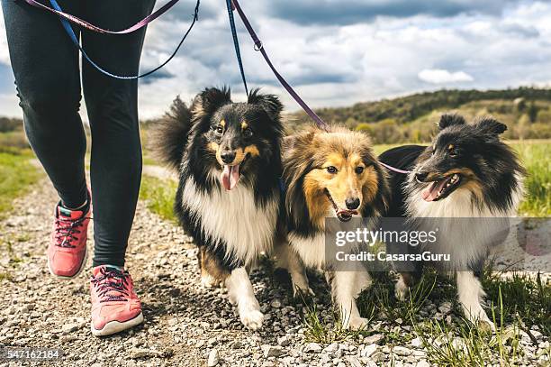 pregnant woman walking her dogs - drie dieren stockfoto's en -beelden