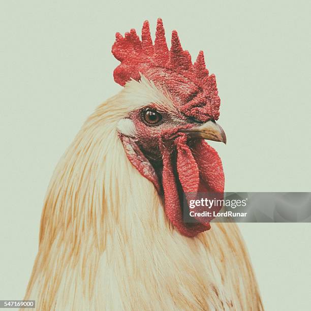 retrato de gallo - gallo fotografías e imágenes de stock