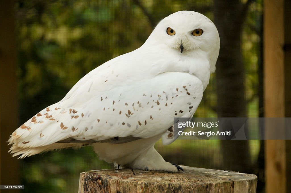 Snow owl