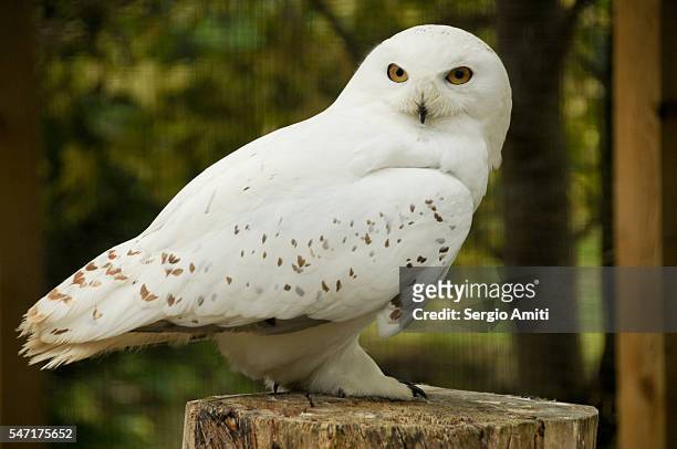 snow owl - animales en cautiverio fotografías e imágenes de stock