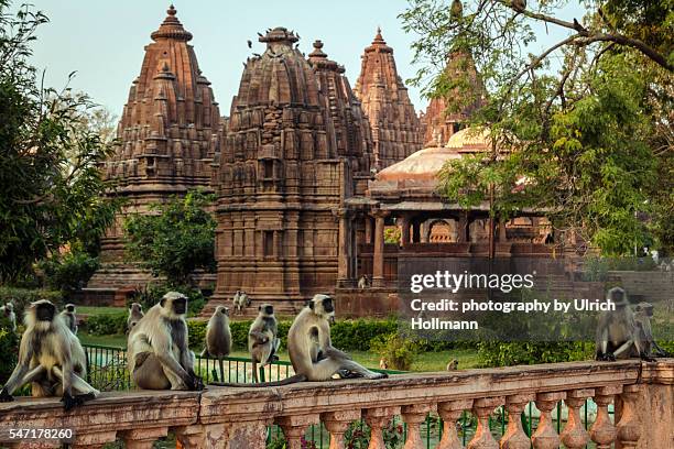 langur monkeys sitting in front of hindu temple, jodhpur, india - temple body part stock pictures, royalty-free photos & images