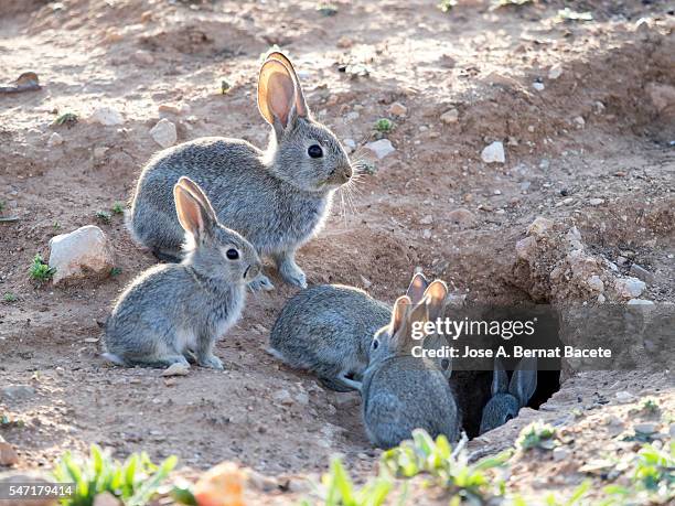 group of babies of rabbit eating and playing close to his burrow ( species oryctolagus cuniculus.) - rabbit burrow stock-fotos und bilder