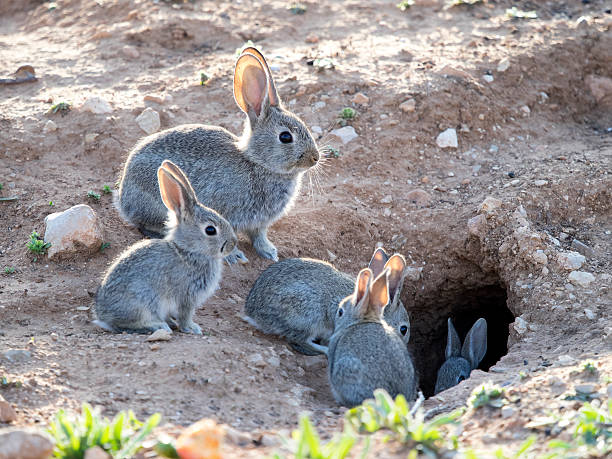 Bugle Rabbit 1,175 Bug Bunny Stock Photos, High-Res Pictures, and Images - Getty Images
