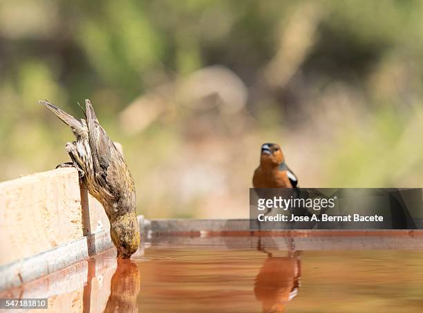 red crossbill (loxia curvirostra) female.  male chaffinch bird species , (fringilla coelebs ), of the family passeriformes - blue cardinal bird stock pictures, royalty-free photos & images
