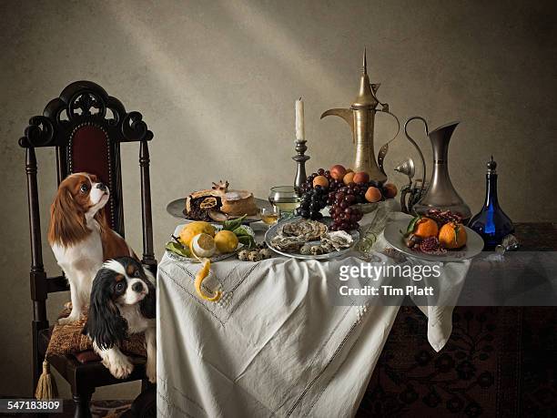 cavalier king charles spaniels and dining table. - pampered pets stock-fotos und bilder