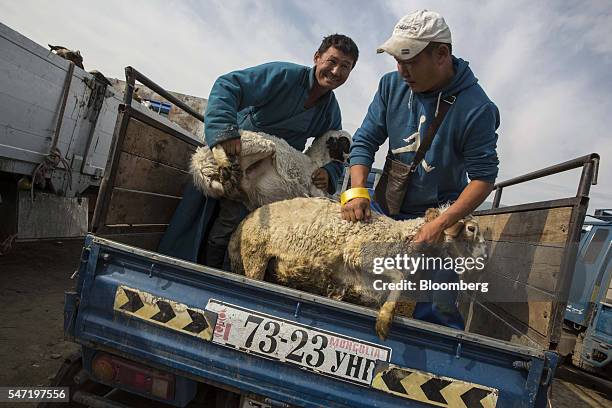 Workers unload sheep from a truck at a livestock market on the outskirts of Ulaanbaatar, Mongolia, on Wednesday, July 13, 2016. The nation's growth...