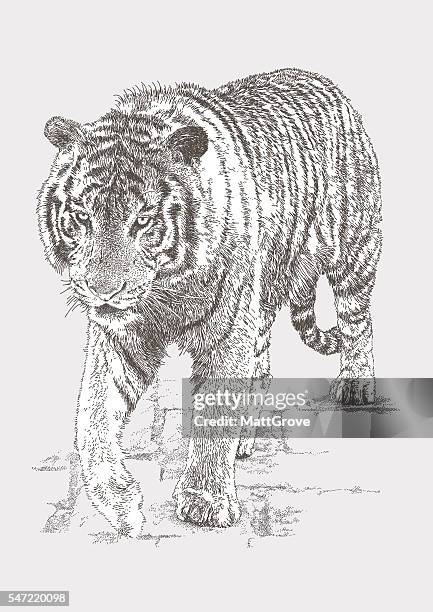 bengal tiger - prowling stock illustrations