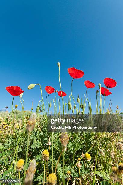 poppies - bataille des dardanelles photos et images de collection