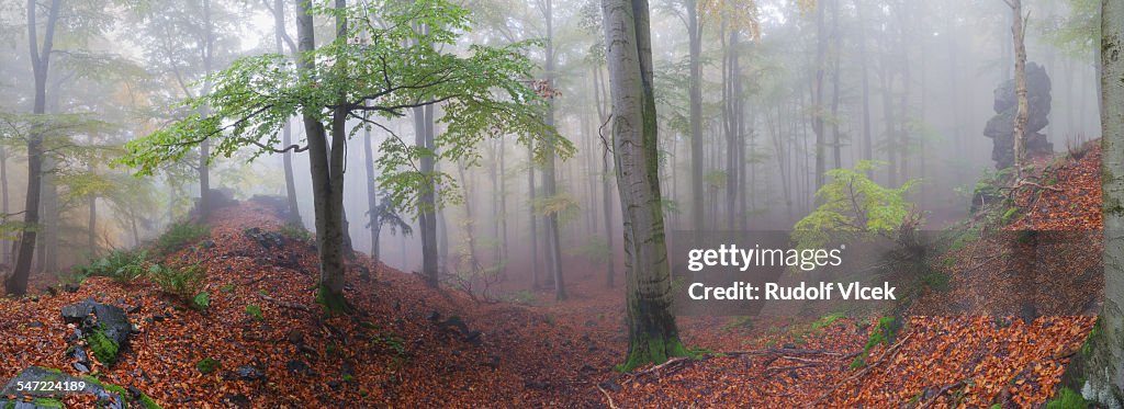 Beech forest