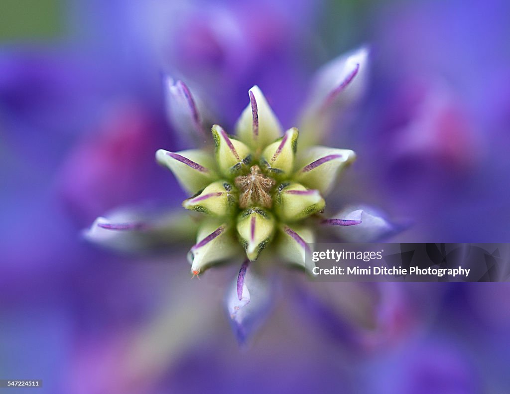 Starry Lupine