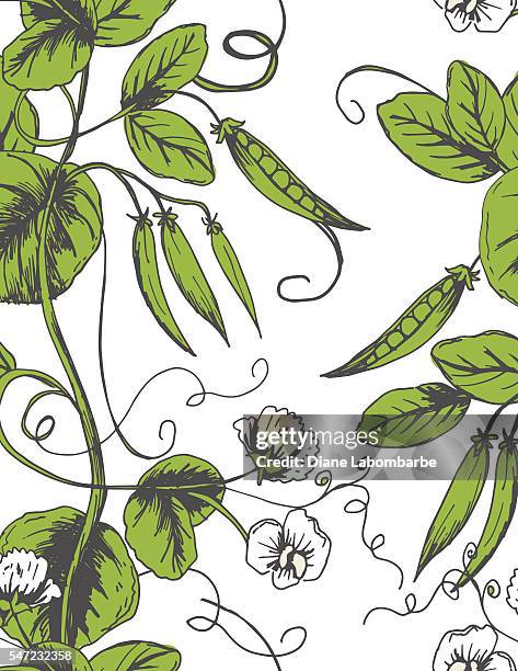 sketchy hand drawn peas seamless pattern - tendril stock illustrations