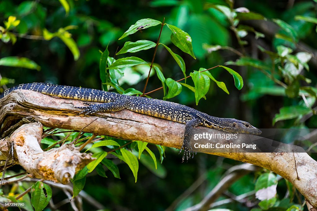 Monitor Lizards High-Res Stock Photo - Getty Images