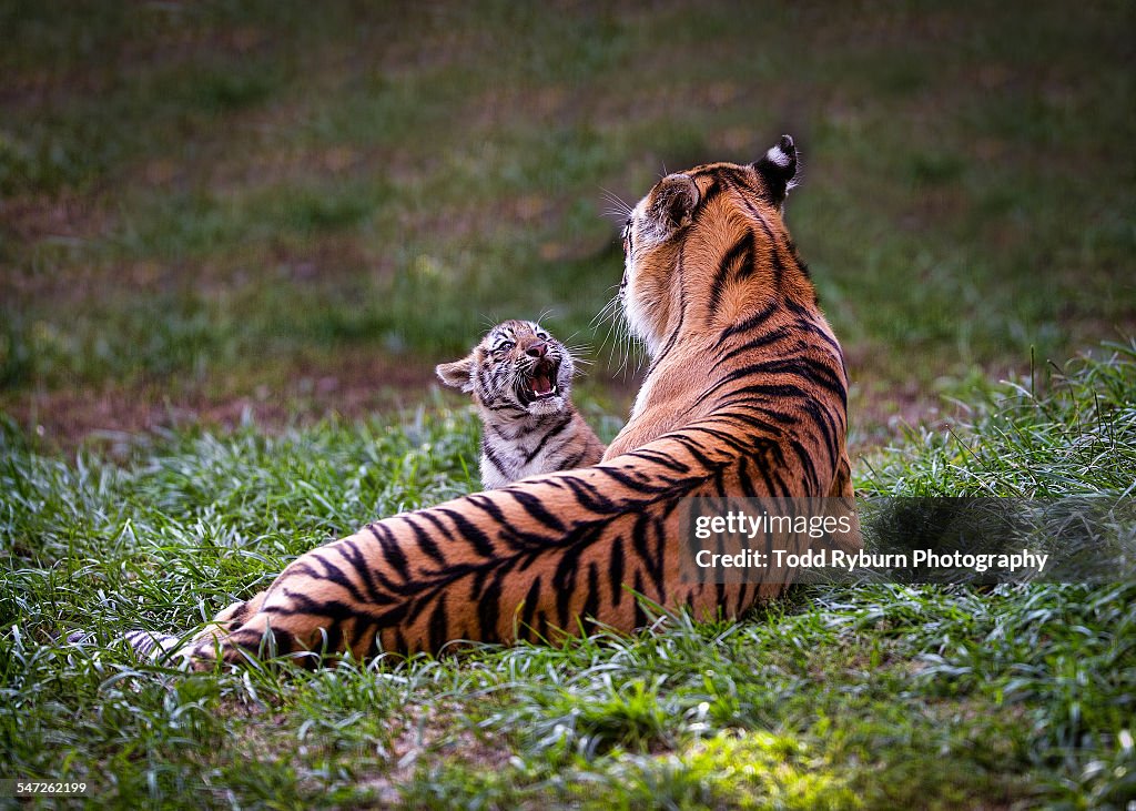 Baby Tiger "Talking" to Mom