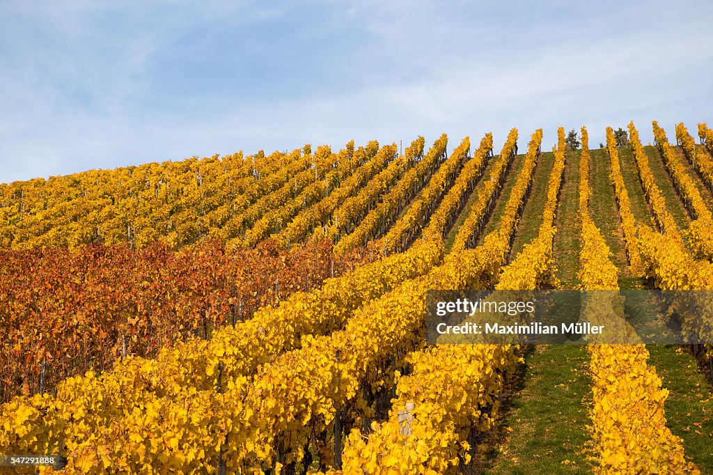 Vineyards in autumn, Stuttgart, Germany