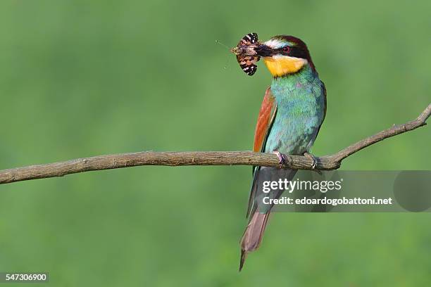 bee eater catching butterfly - edoardogobattoni stockfoto's en -beelden