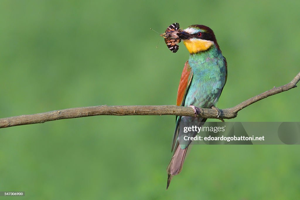 Bee eater catching butterfly