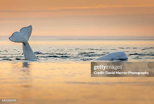 beluga sunset float - beluga whale arctic stock pictures, royalty-free photos & images