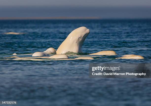 beluga group playing - beluga whale arctic stock pictures, royalty-free photos & images