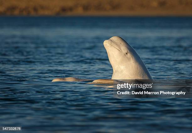 beluga sunset spy hop - beluga whale arctic stock pictures, royalty-free photos & images