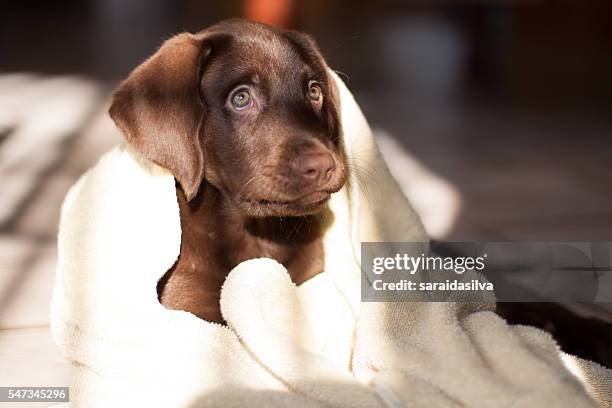 chocolate labrador retriever bath time - cachorro perro ストックフォトと画像