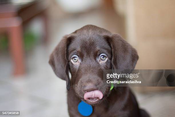 chocolate labrador retriever tongue out - cachorro perro stockfoto's en -beelden