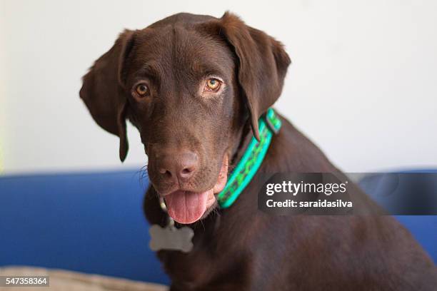 chocolate labrador retriever - cachorro perro stockfoto's en -beelden