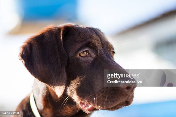 chocolate labrador retriever - cachorro perro stockfoto's en -beelden