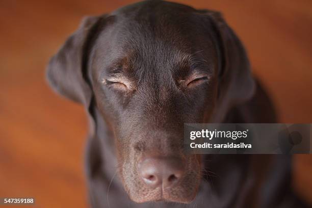 chocolate labrador retriever - cachorro perro ストックフォトと画像