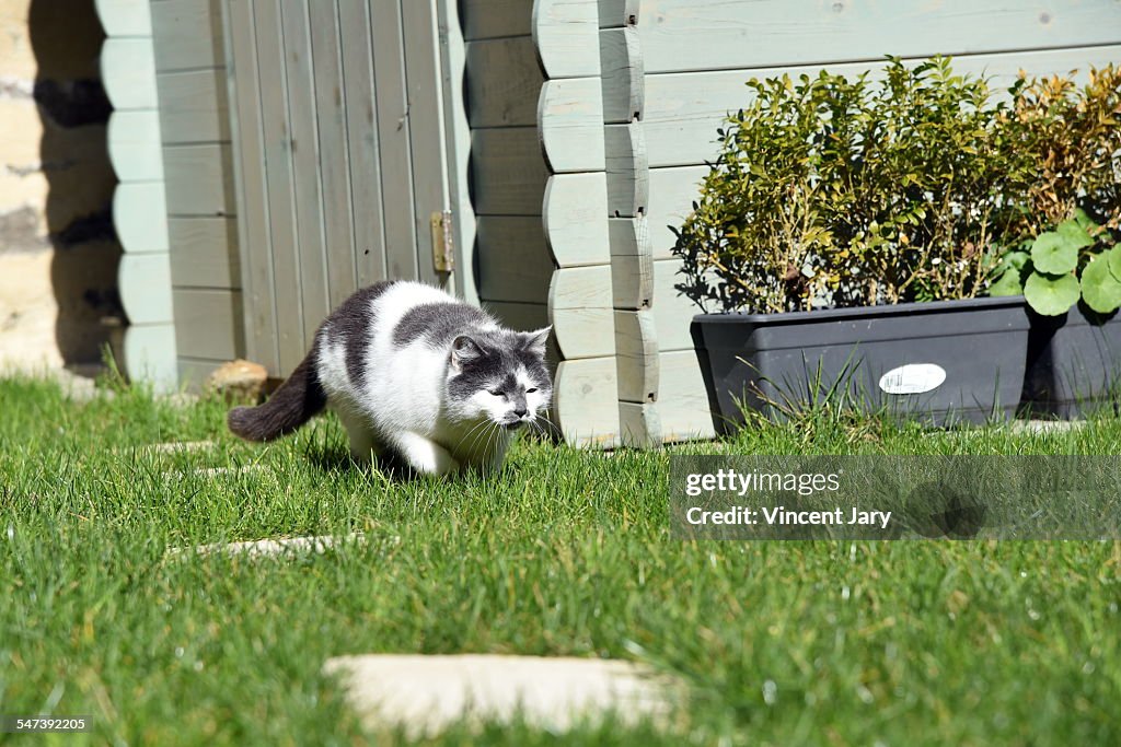 A cat hunting on field lawn step by step