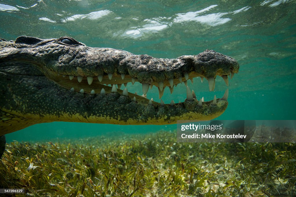Crocodile underwater