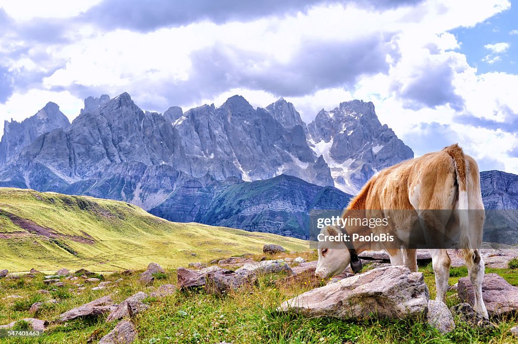 Cow grazing on an alpine meadow, in a summer day