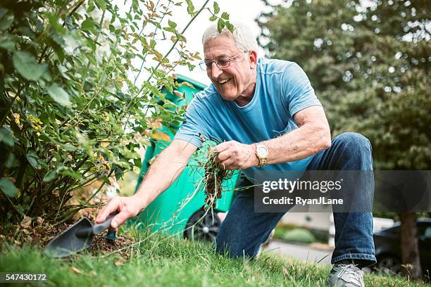 senior adult man doing yardwork - weed stockfoto's en -beelden